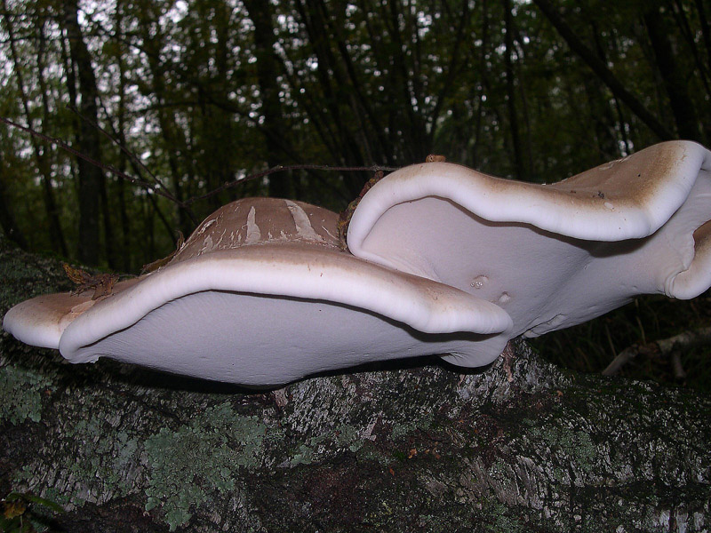 Piptoporus betulinus